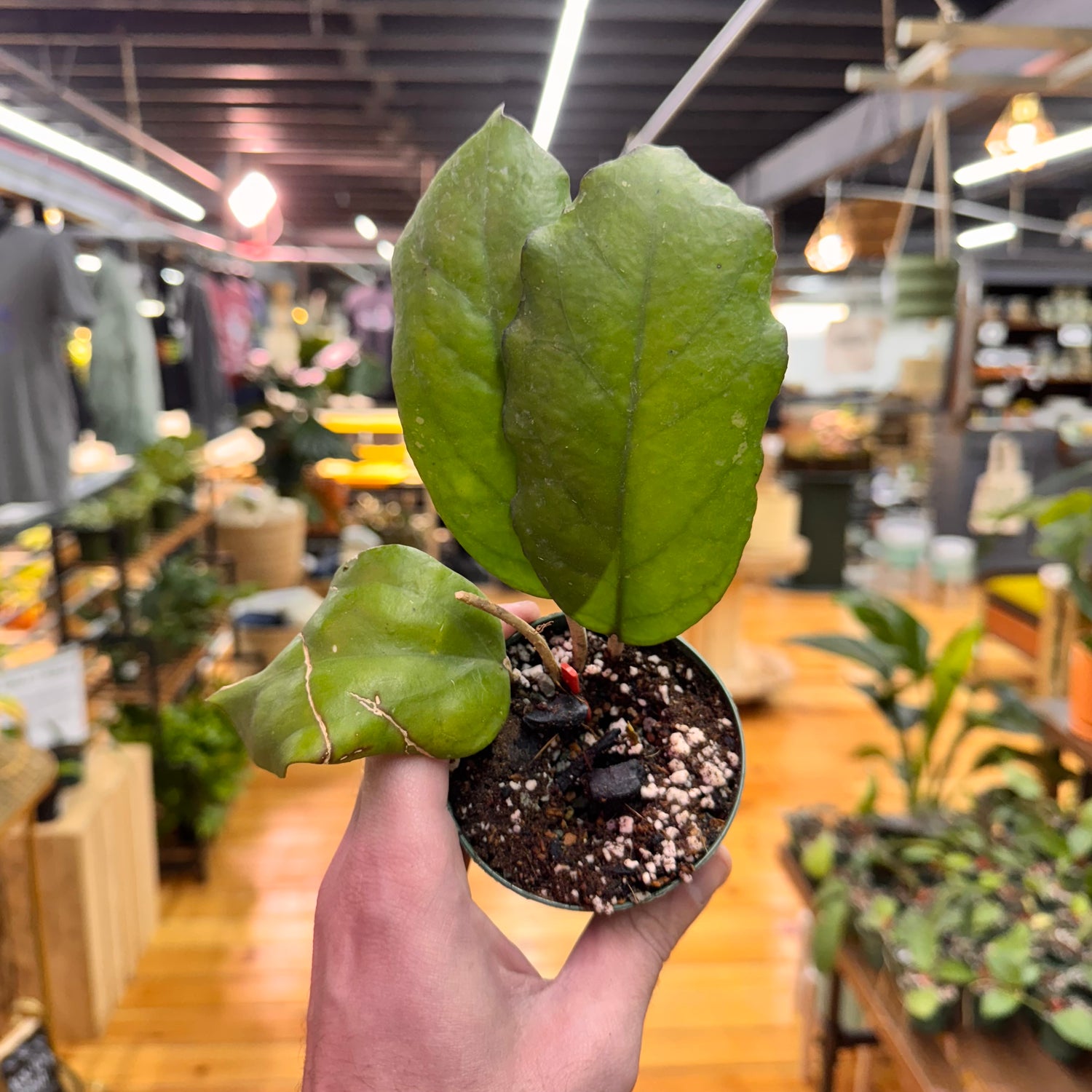 Hoya sp. AH-556 &