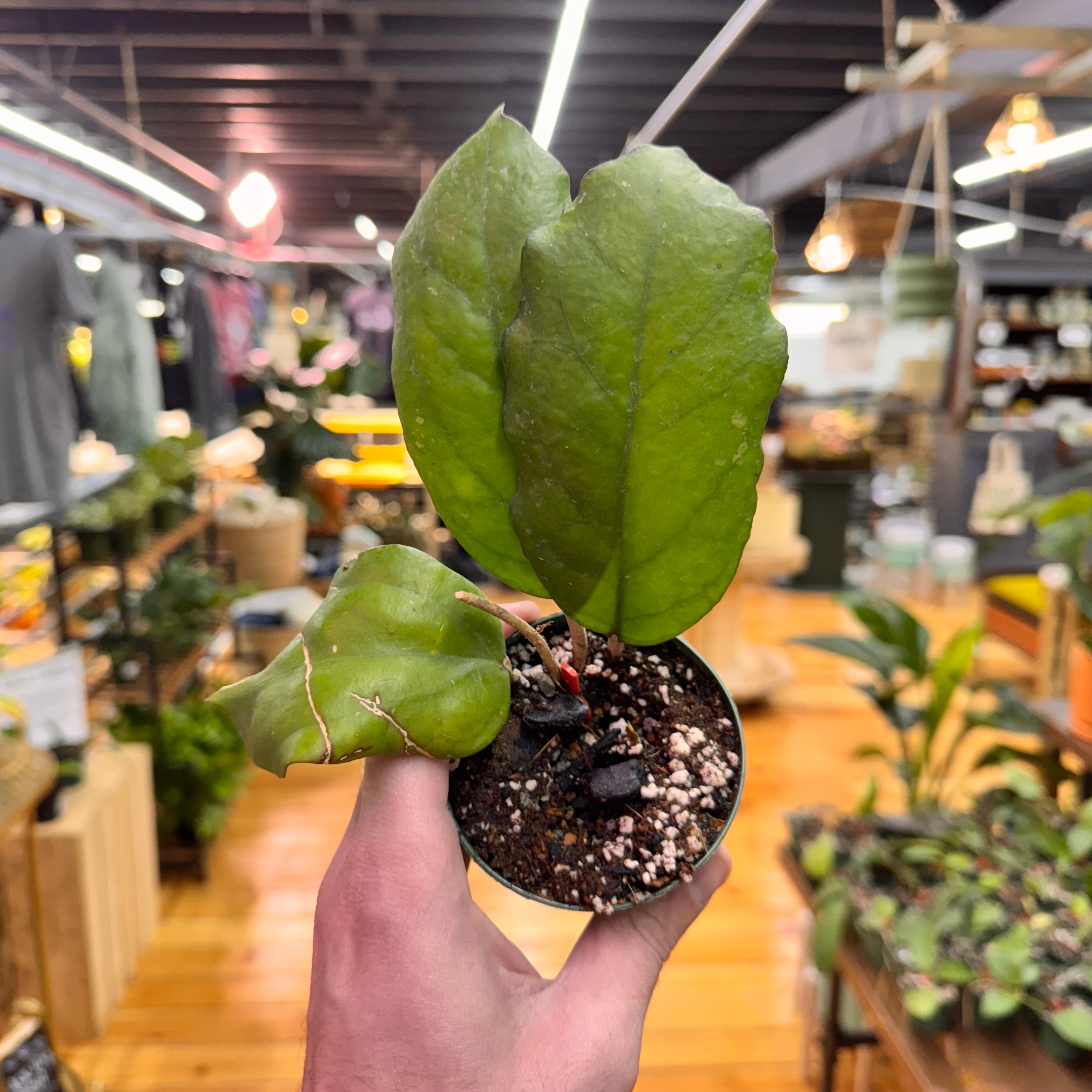 Hoya sp. AH-556 &