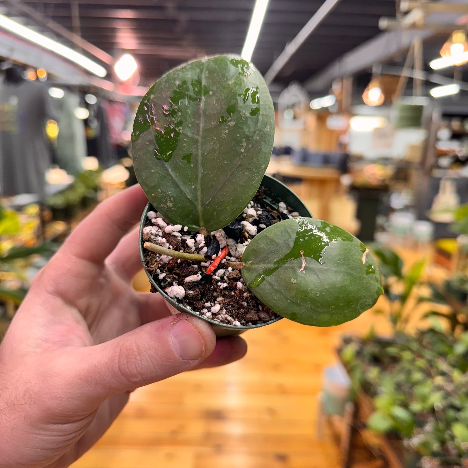 Hoya Verticillata TMG &