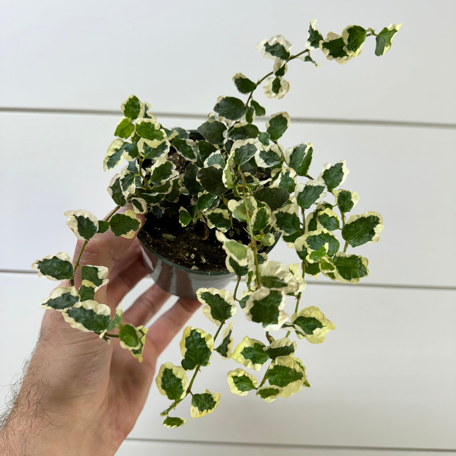 Ficus Pumila Repens Variegated