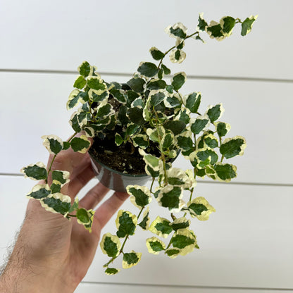 Ficus Pumila Repens Variegated