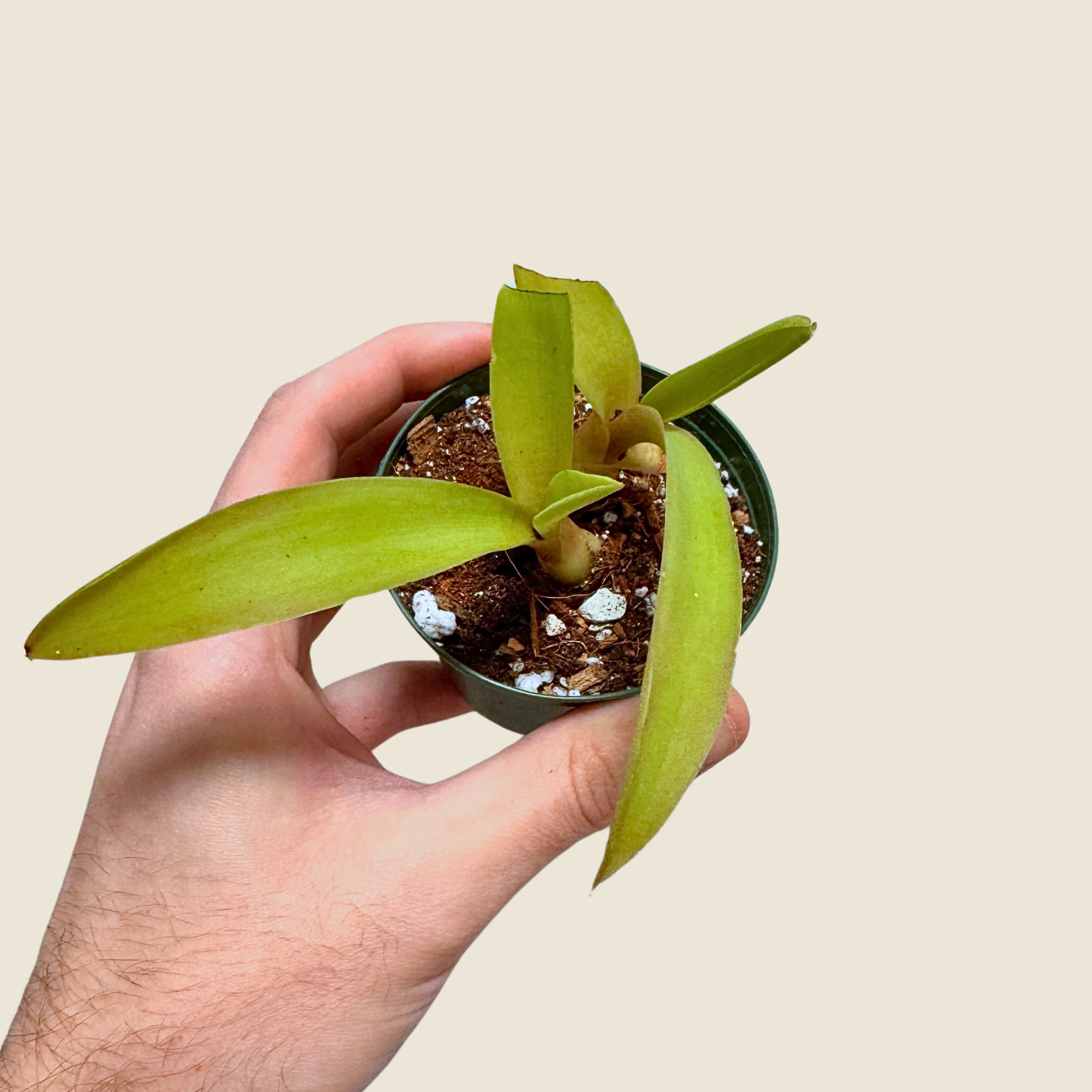 Agave Fox Tail Live Plant in Nursery Pot