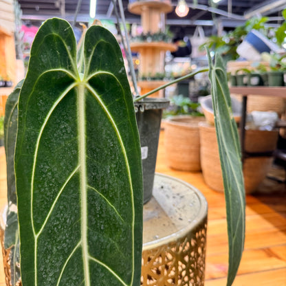 Anthurium Warocqueanum &
