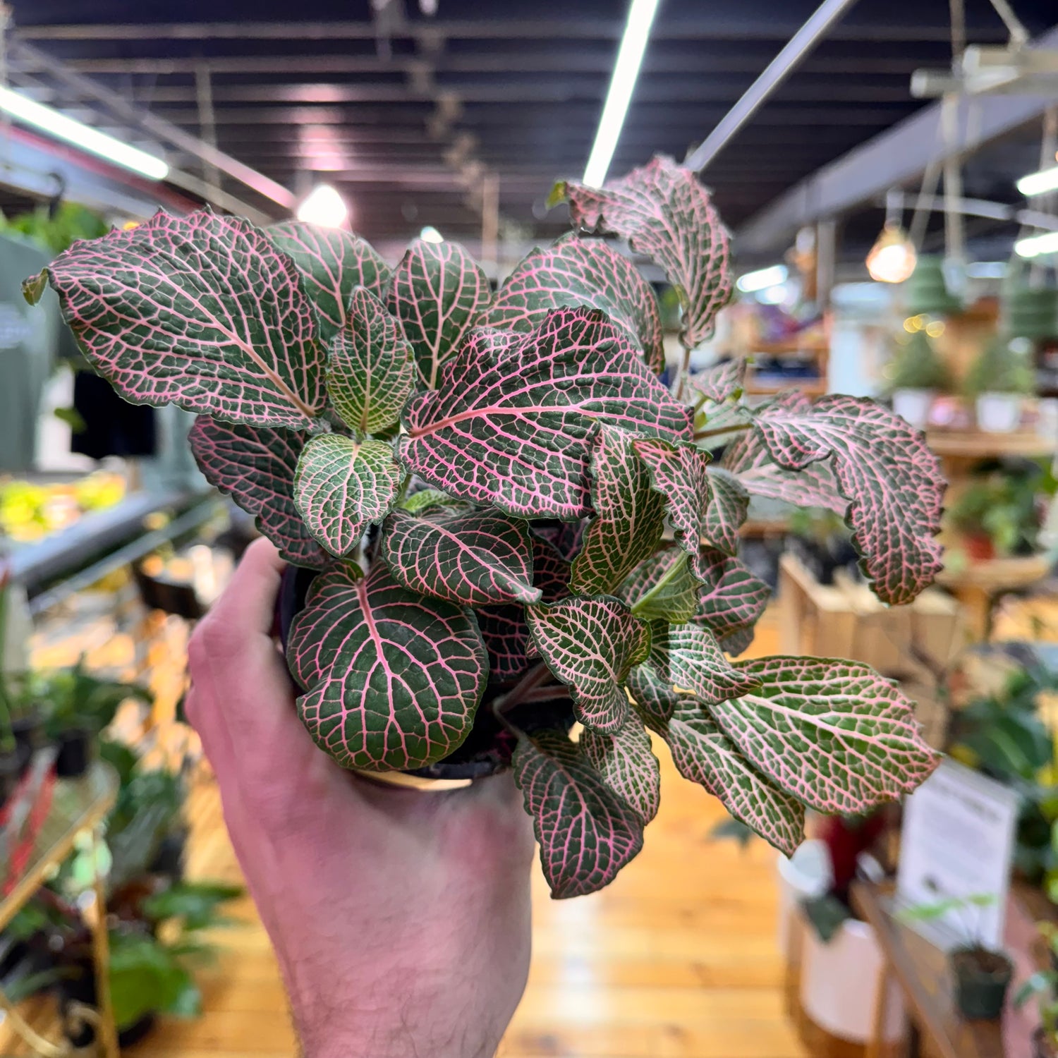 Fittonia &