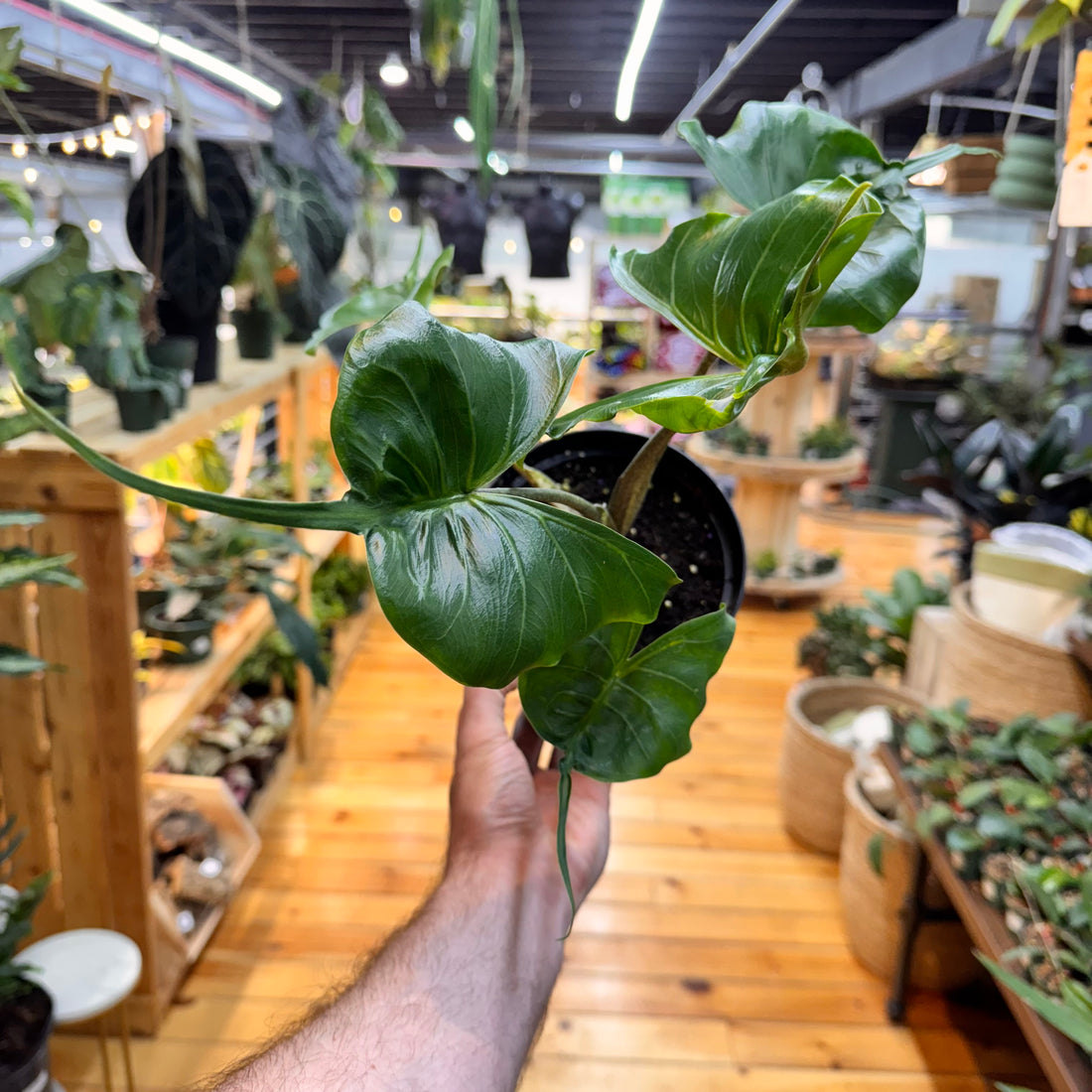 Alocasia Stingray