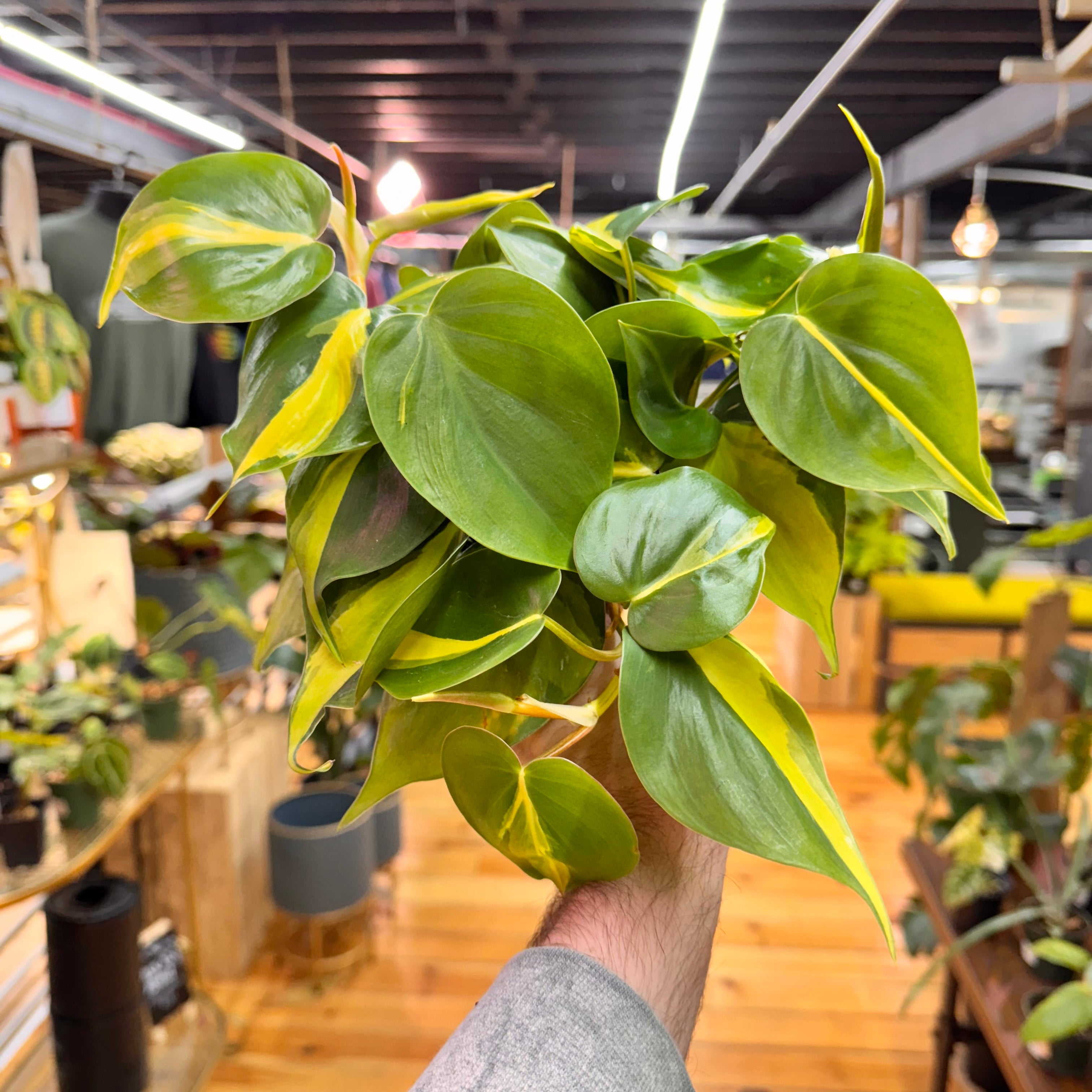 Philodendron Brasil