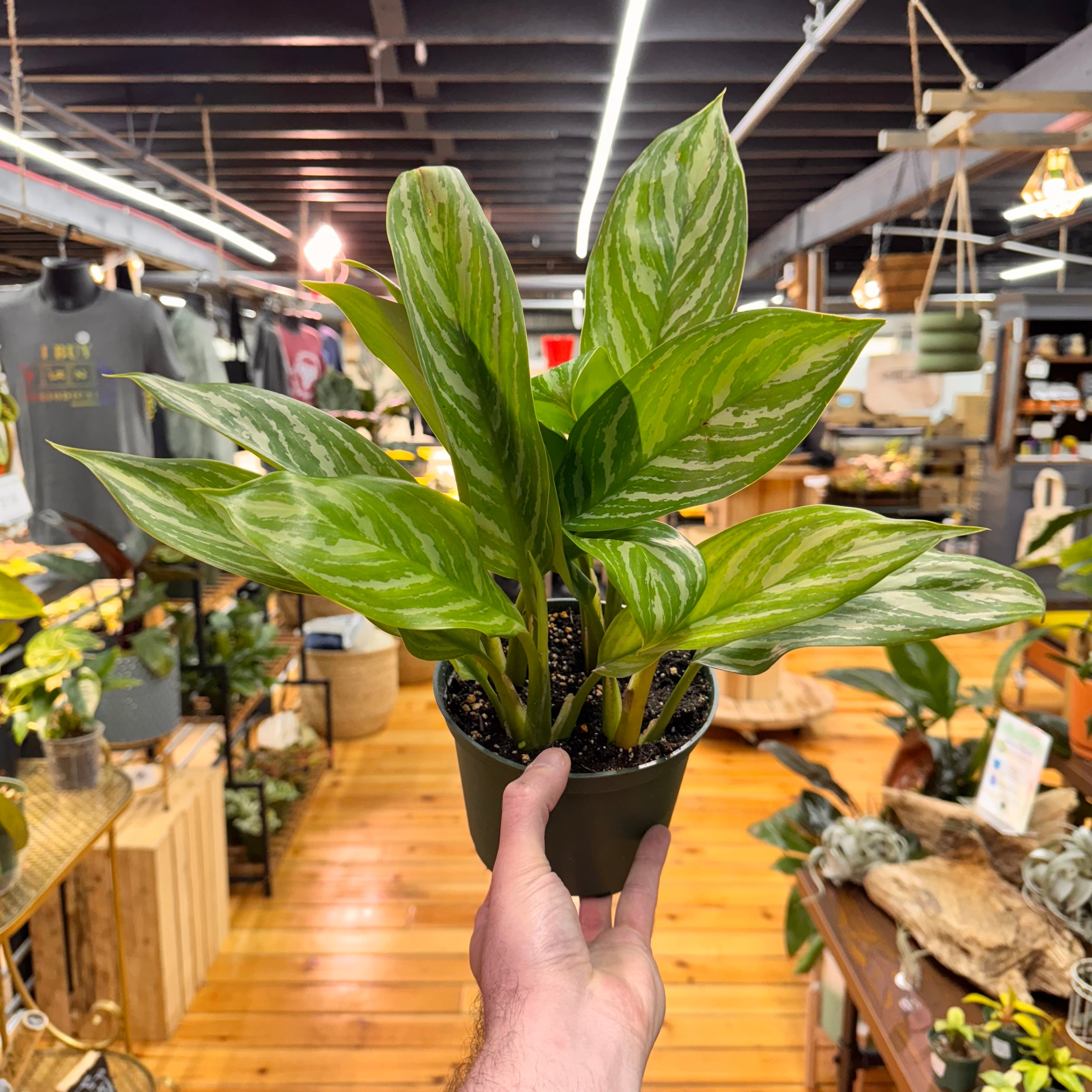 Aglaonema Stripes