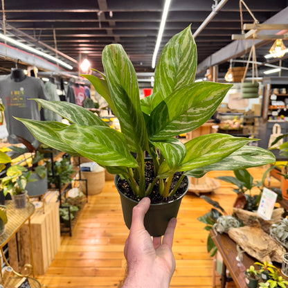 Aglaonema Stripes