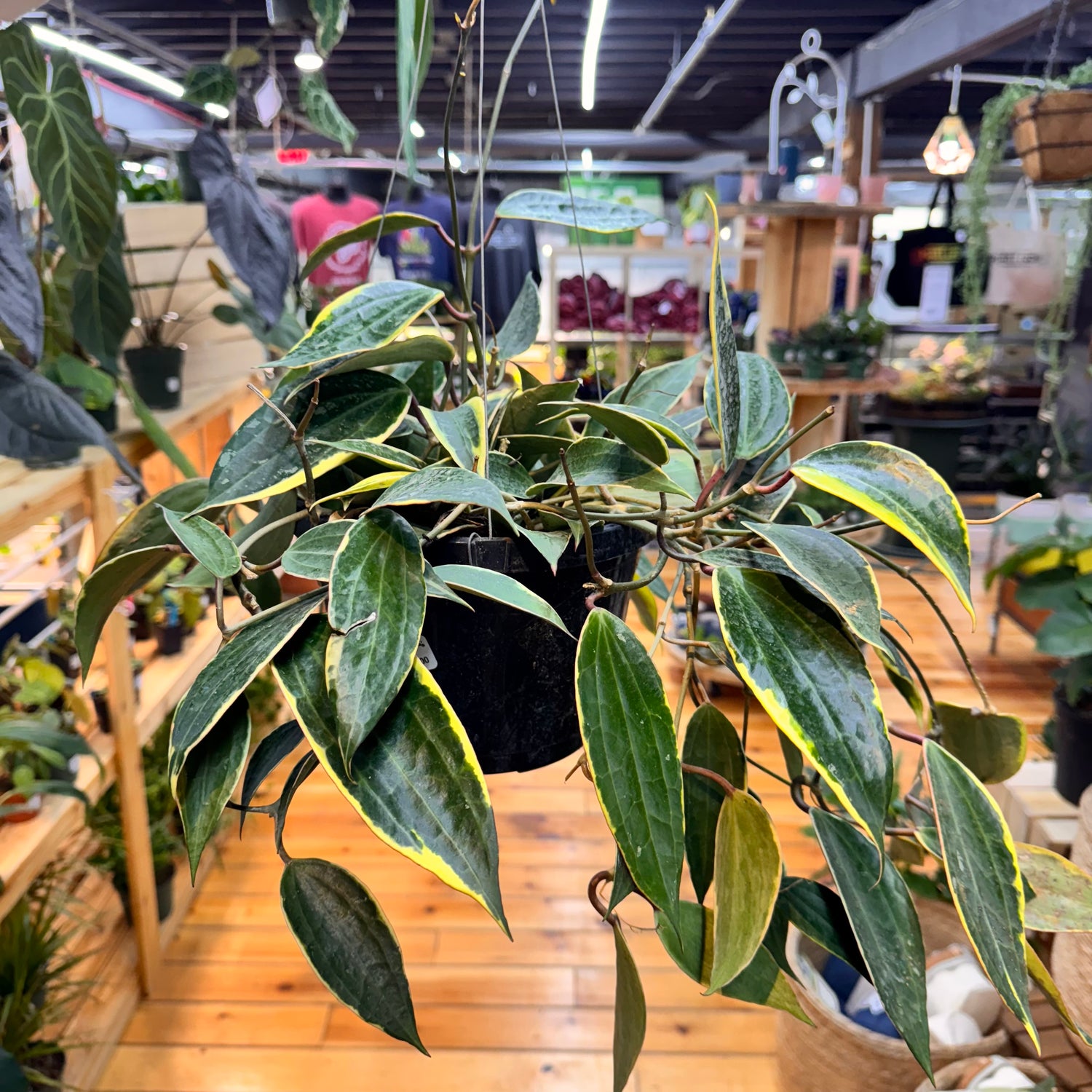 Hoya Macrophylla
