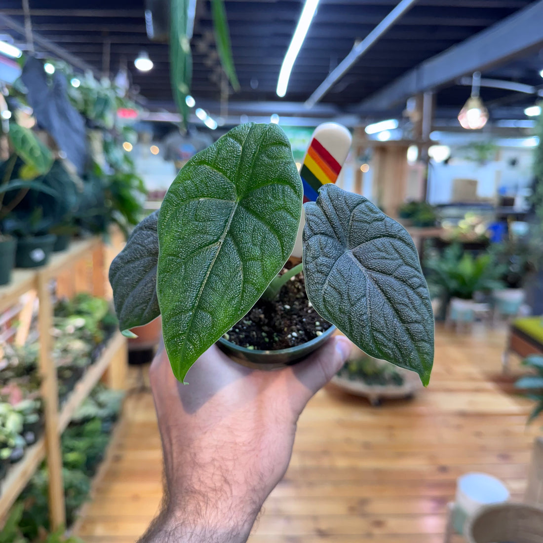 Alocasia Melo
