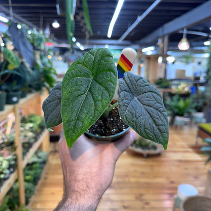 Alocasia Melo