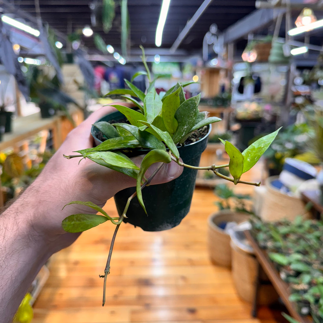 Dischidia Krinkle