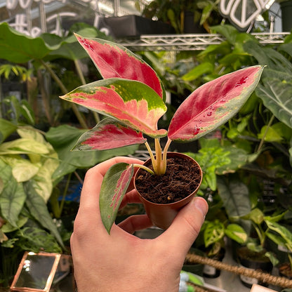 Aglaonema Red King