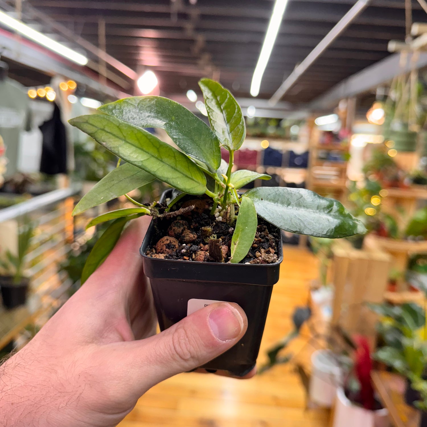 Dischidia Acutifolia