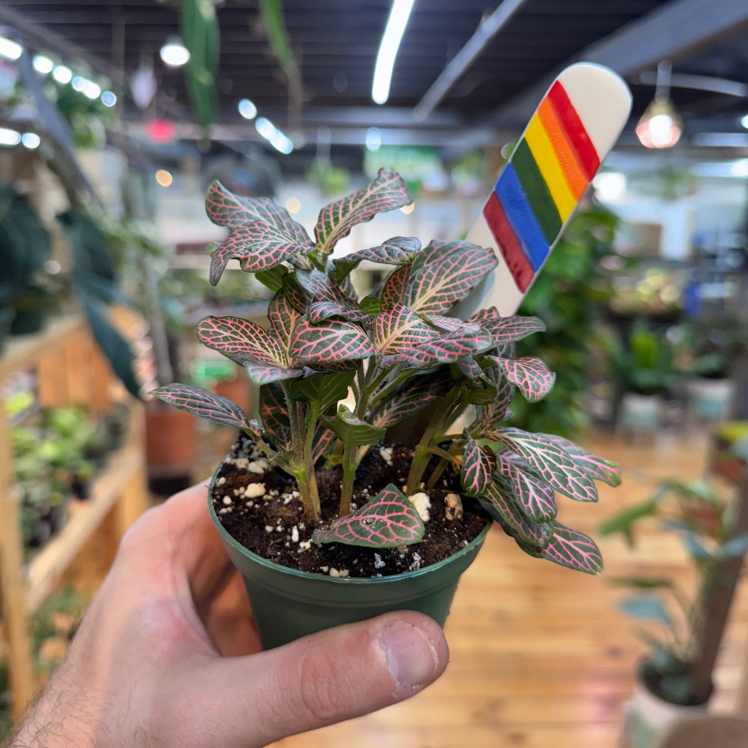 Fittonia &