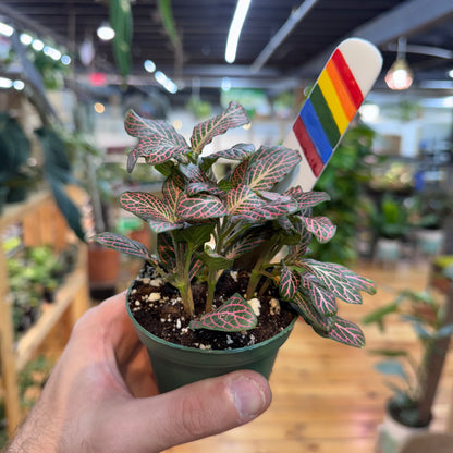 Fittonia &
