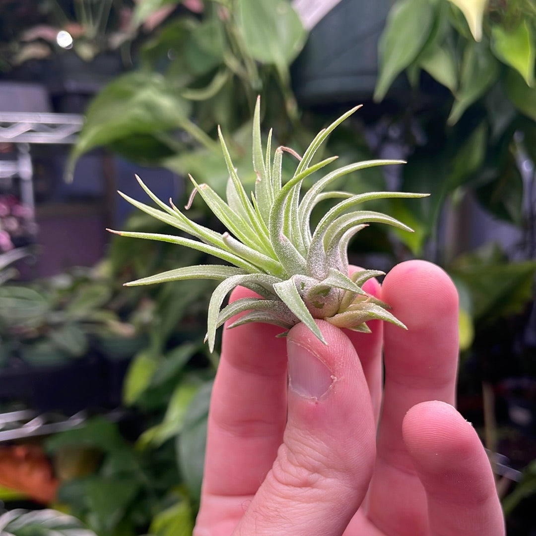 Ionantha Rubra Air Plant