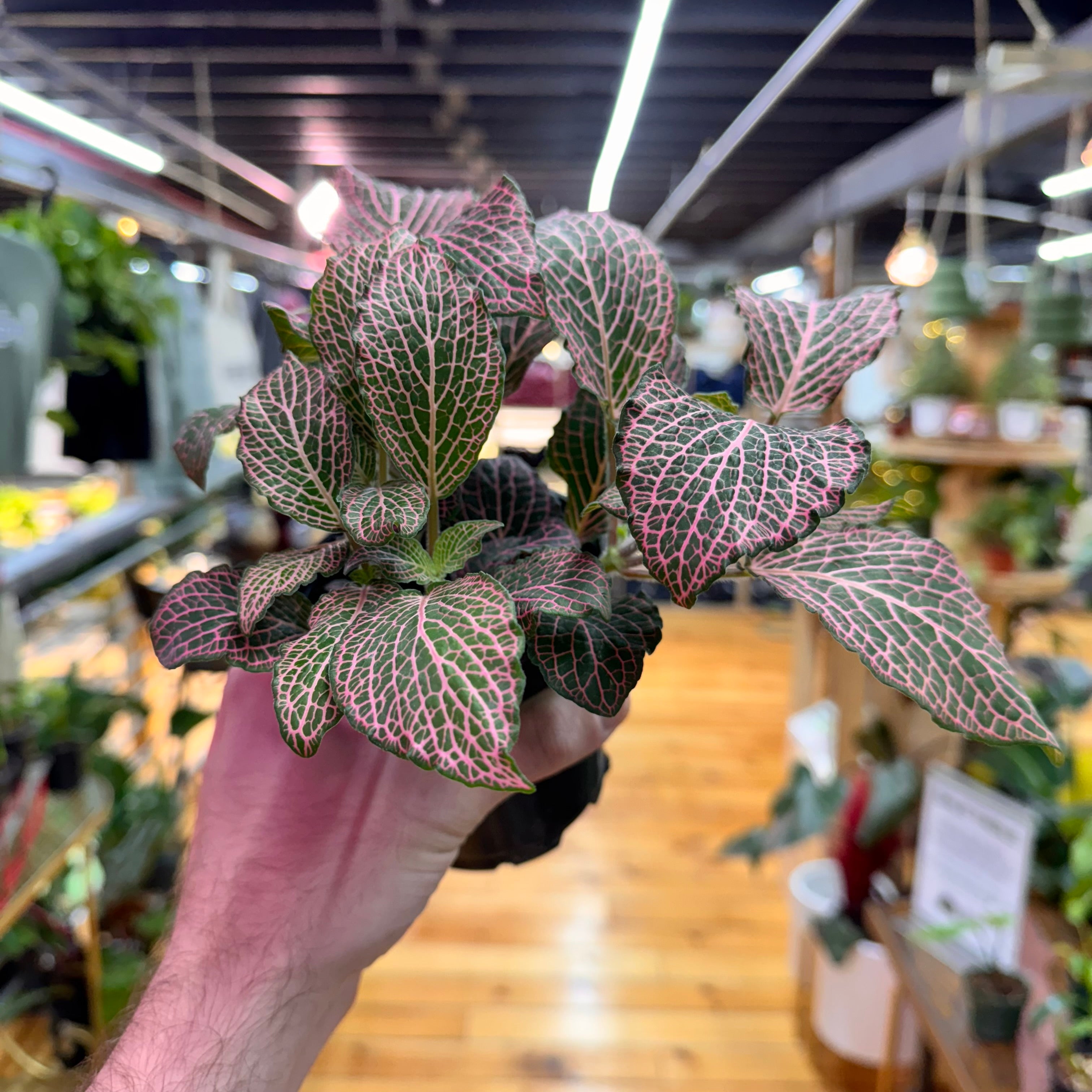 Fittonia &