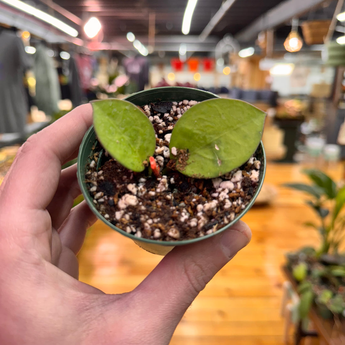Hoya Lacunosa &