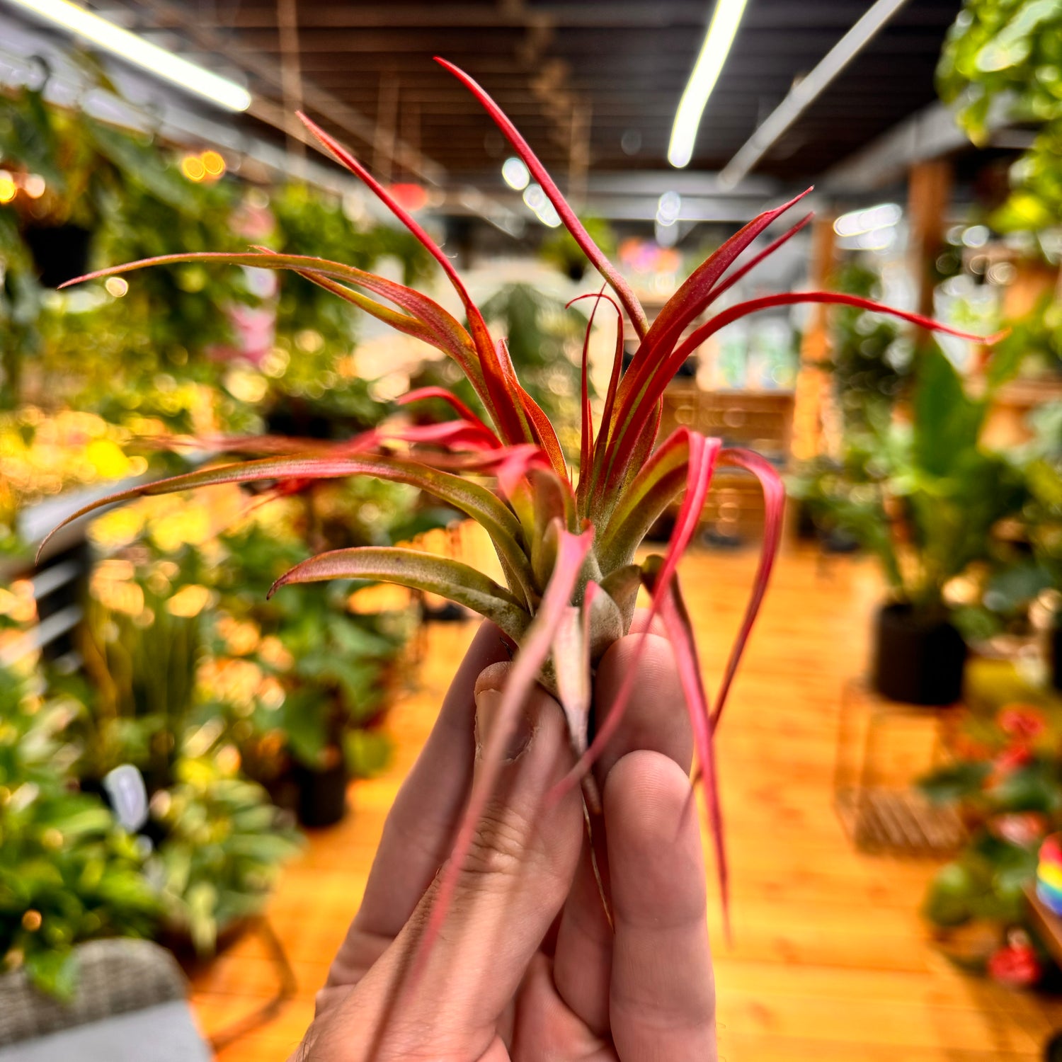 Abdita Red Tillandsia Air Plant