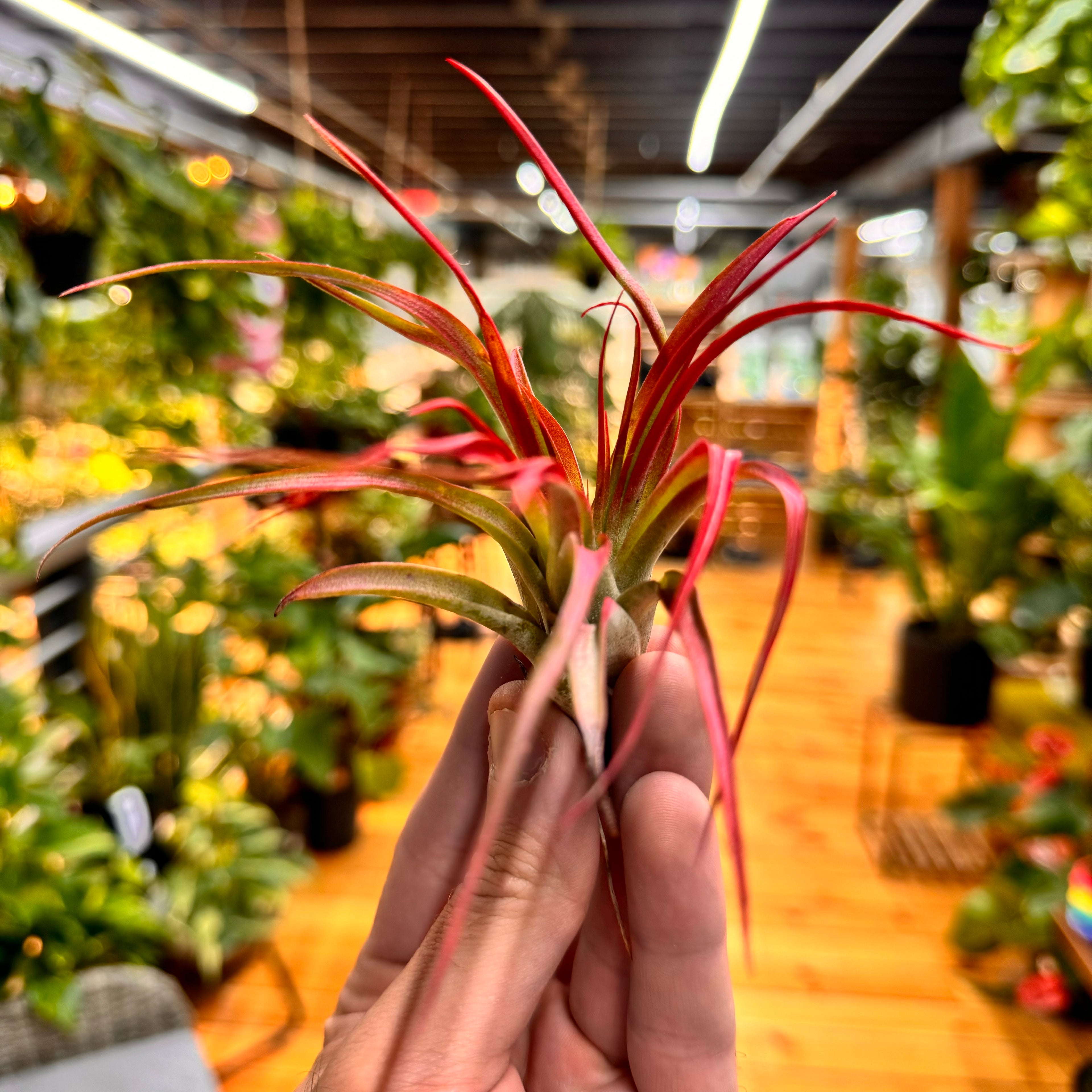 Abdita Red Tillandsia Air Plant