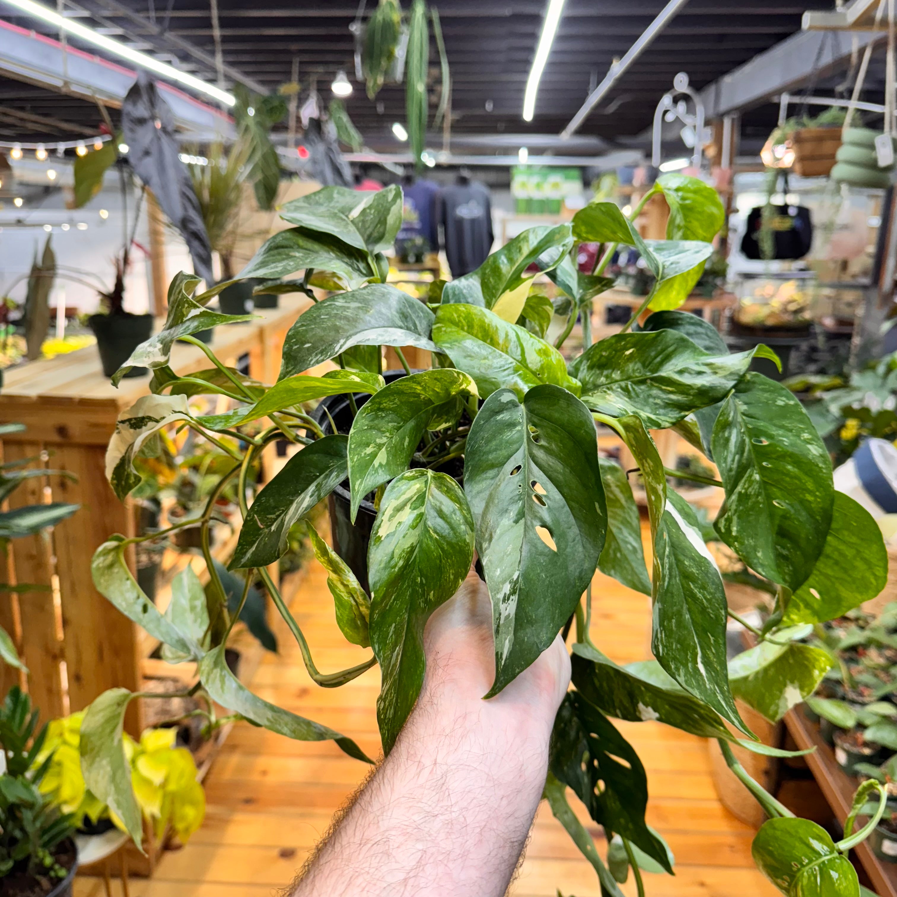 Epipremnum Pinnatum Albo