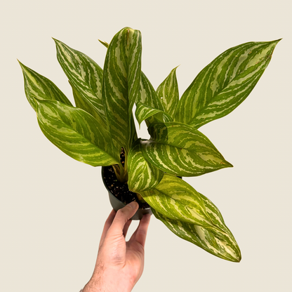 Aglaonema Stripes