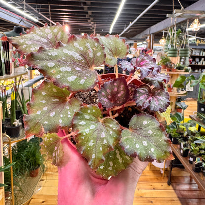 Begonia Stained Glass