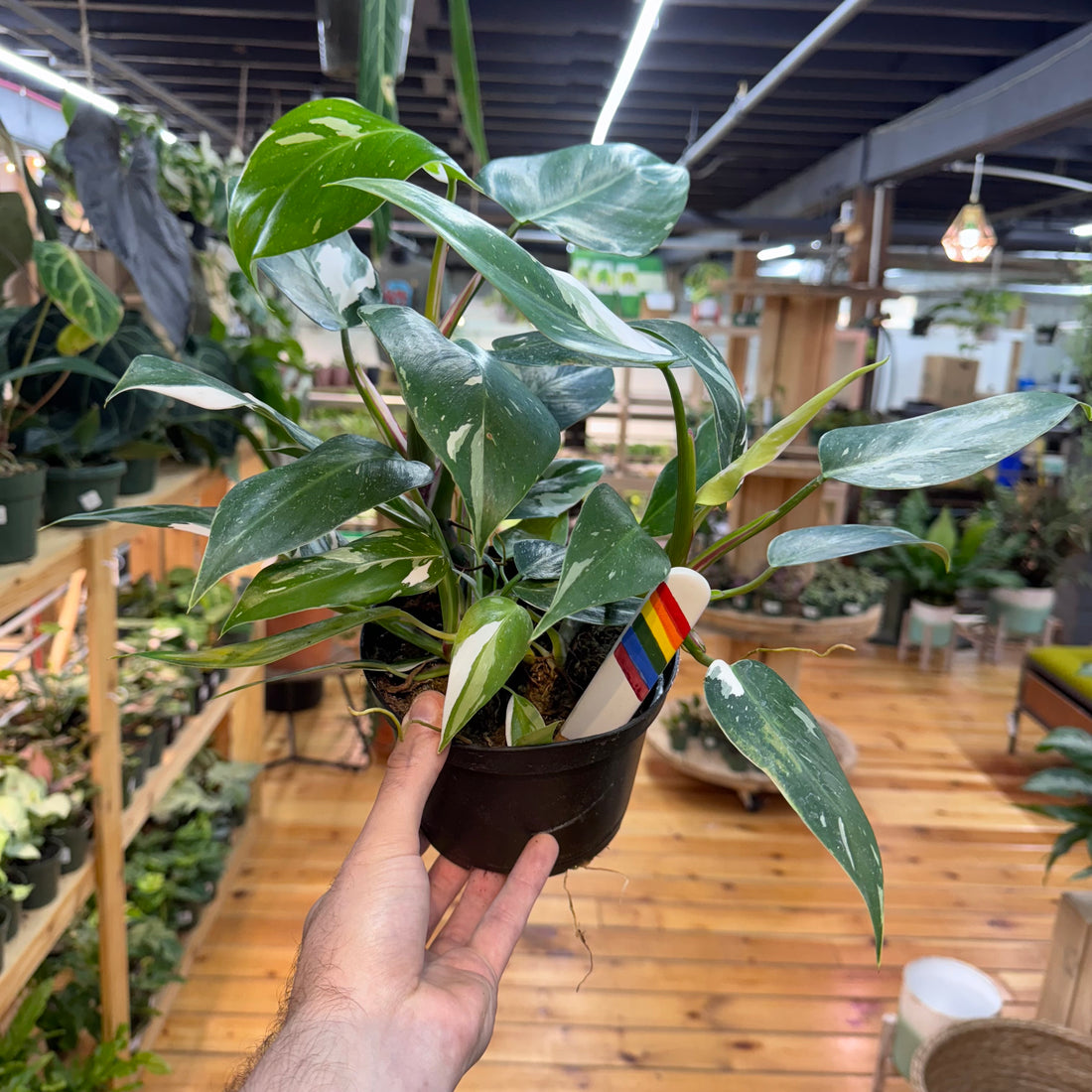 Philodendron White Princess