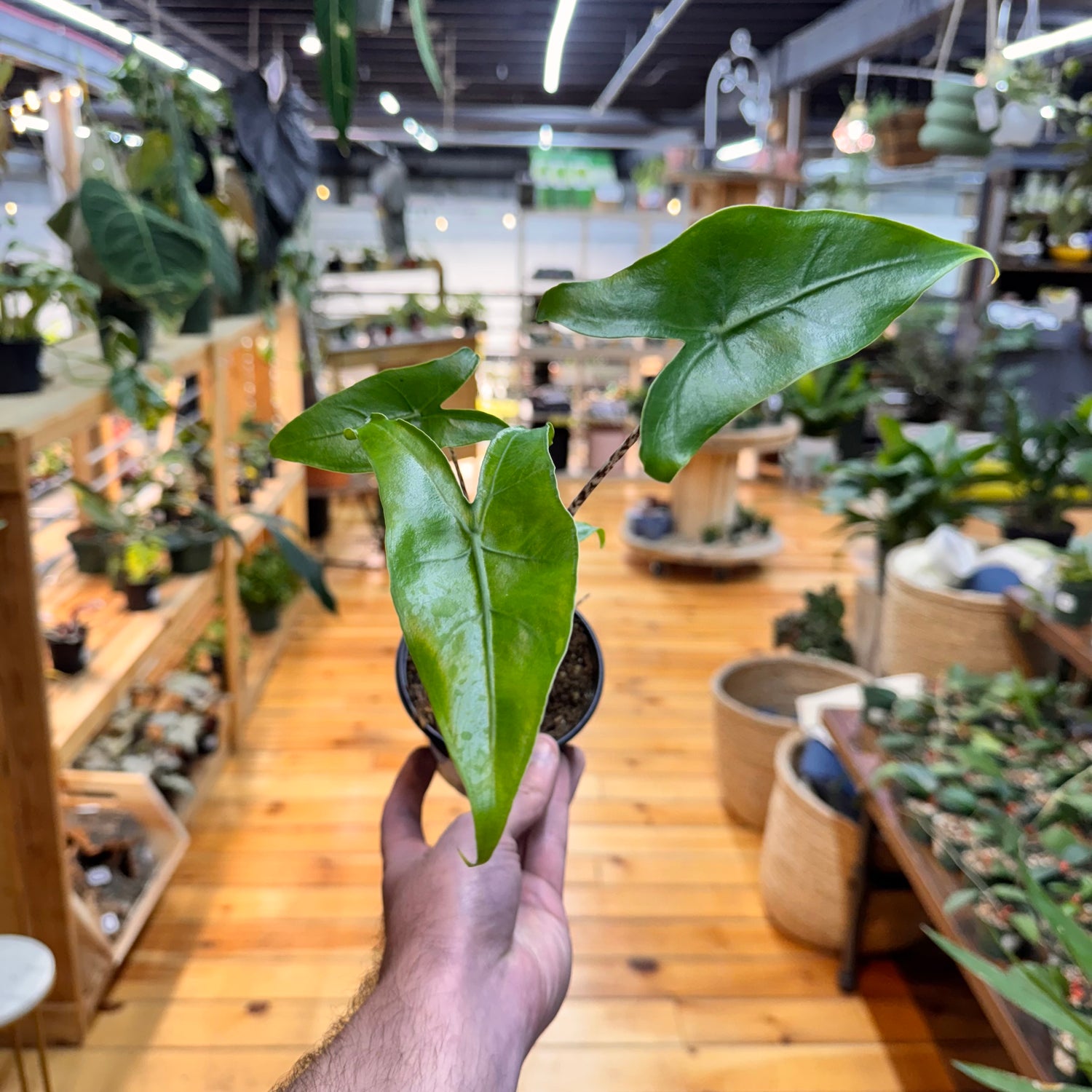 Alocasia Zebrina