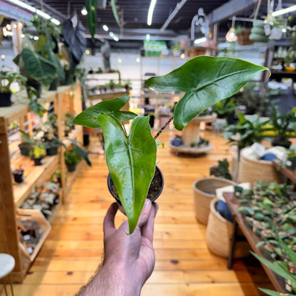 Alocasia Zebrina