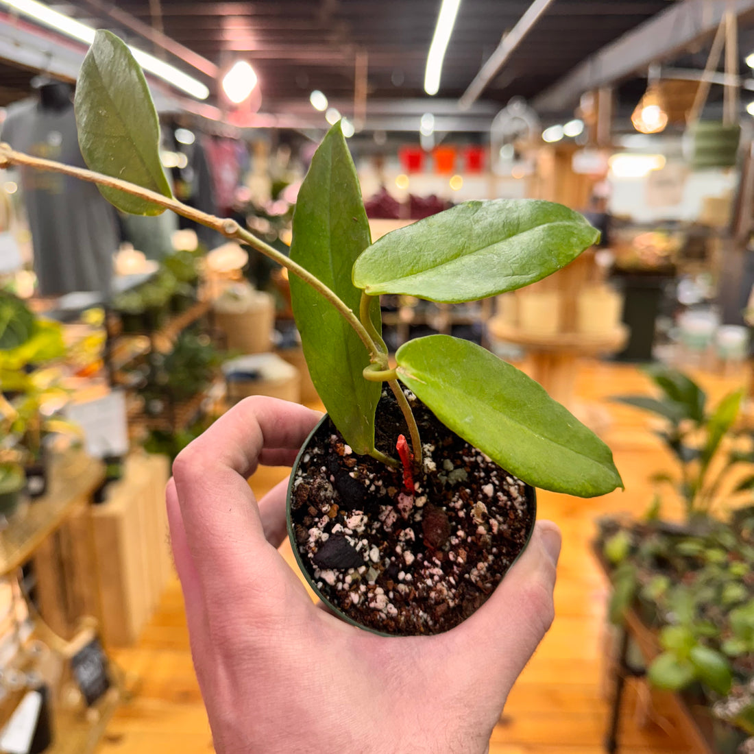 Hoya Macgillivrayi &