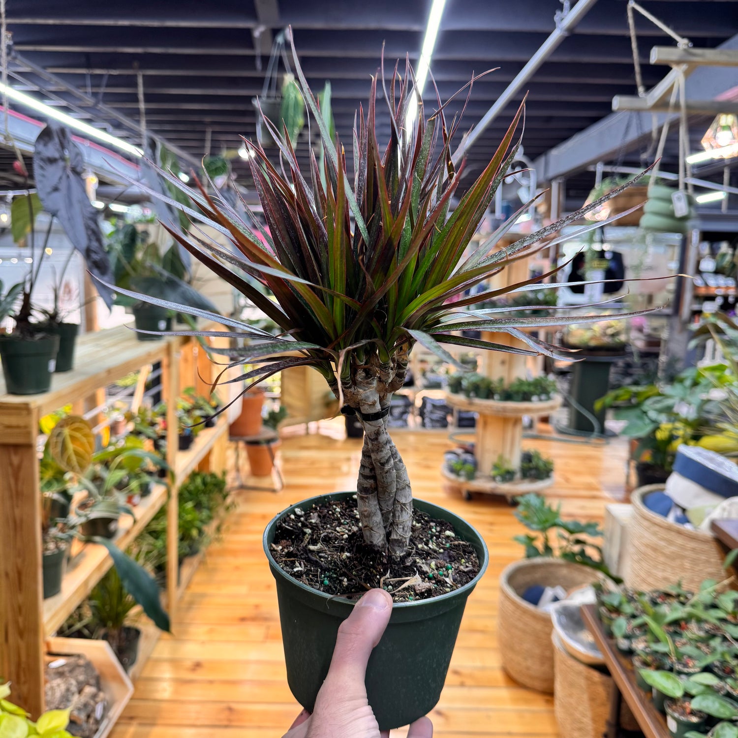 Dracaena Marginata &