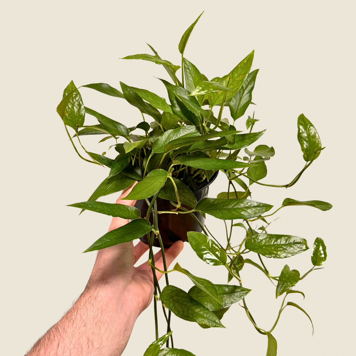 Pothos Skeleton Key
