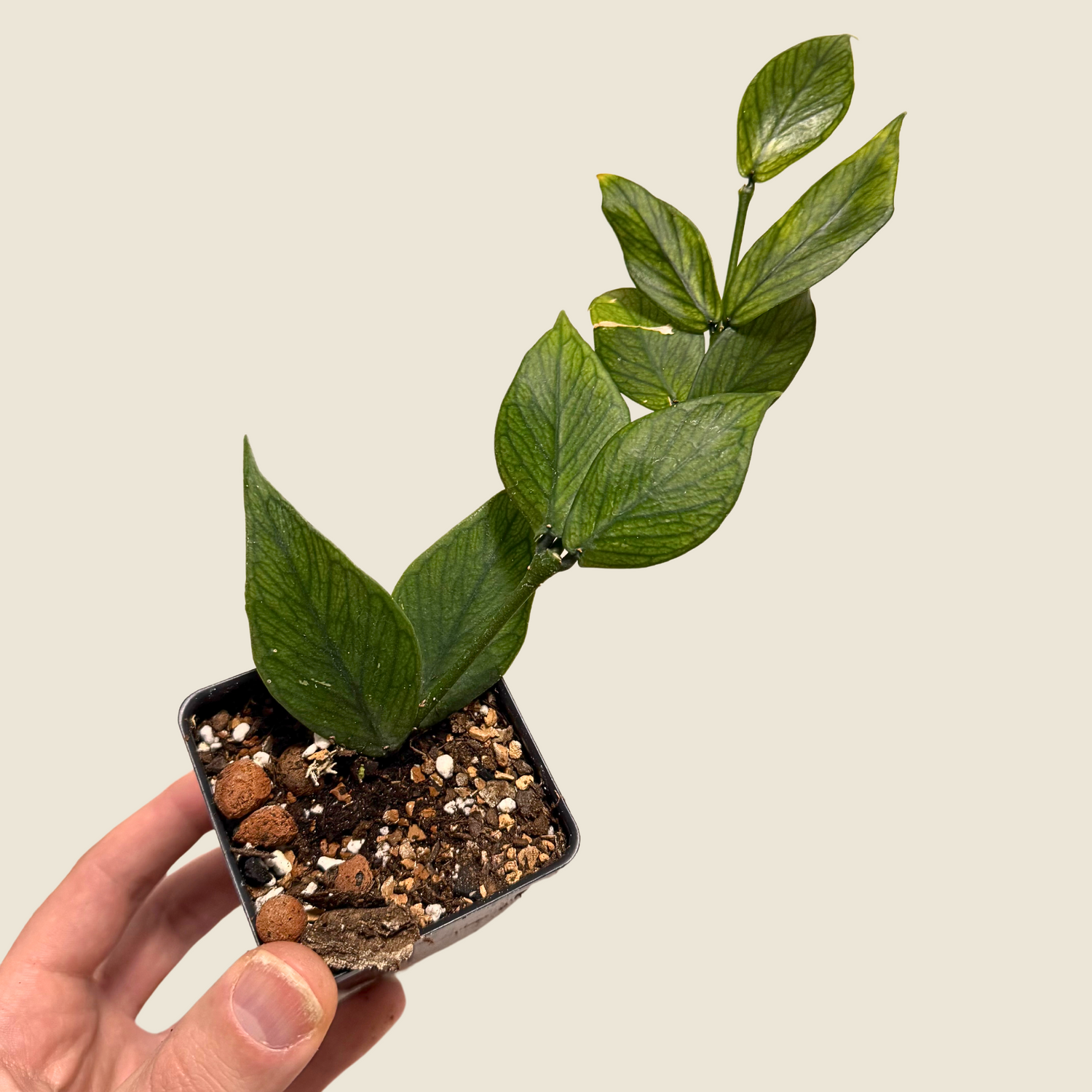 Hoya Polyneura