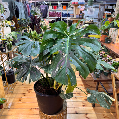 Monstera Thai Constellation