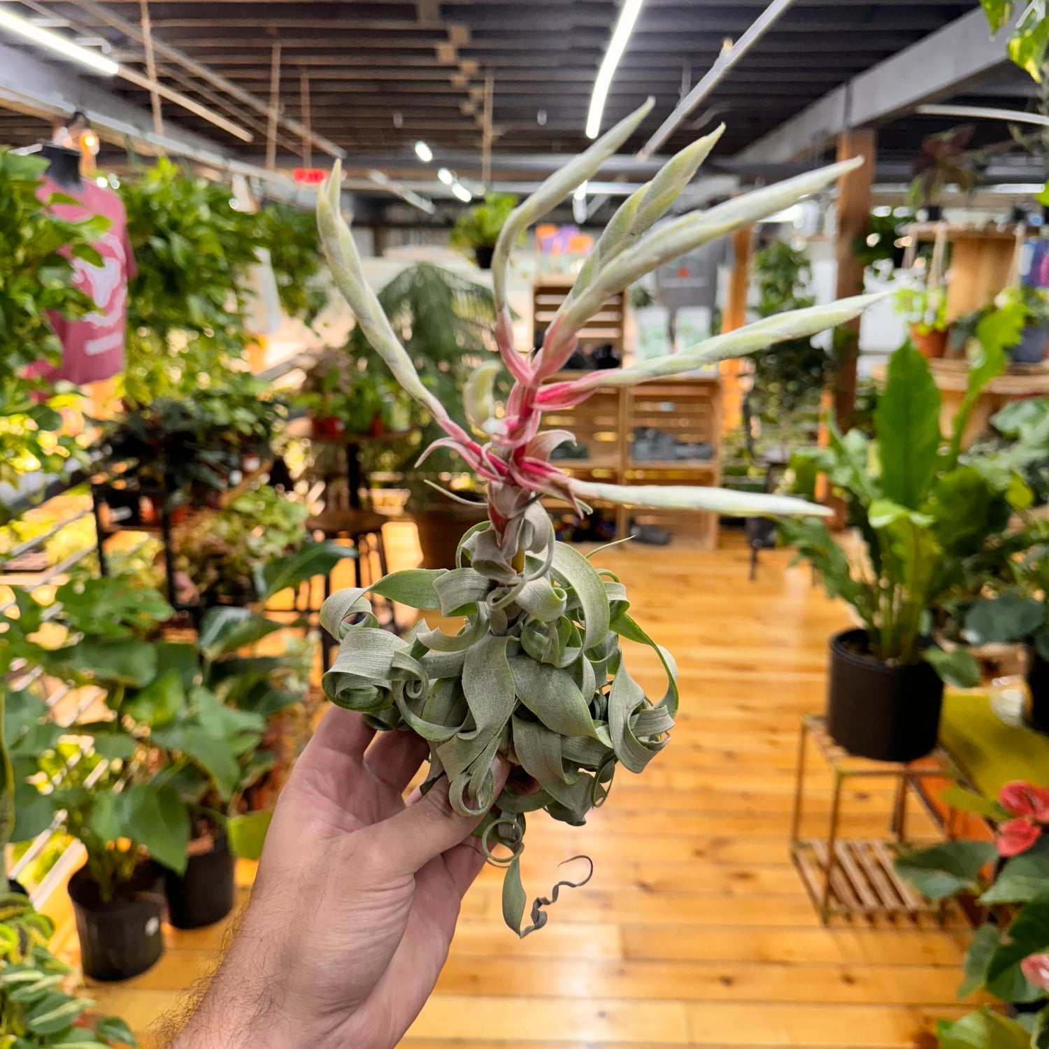 Streptophylla Air Plant