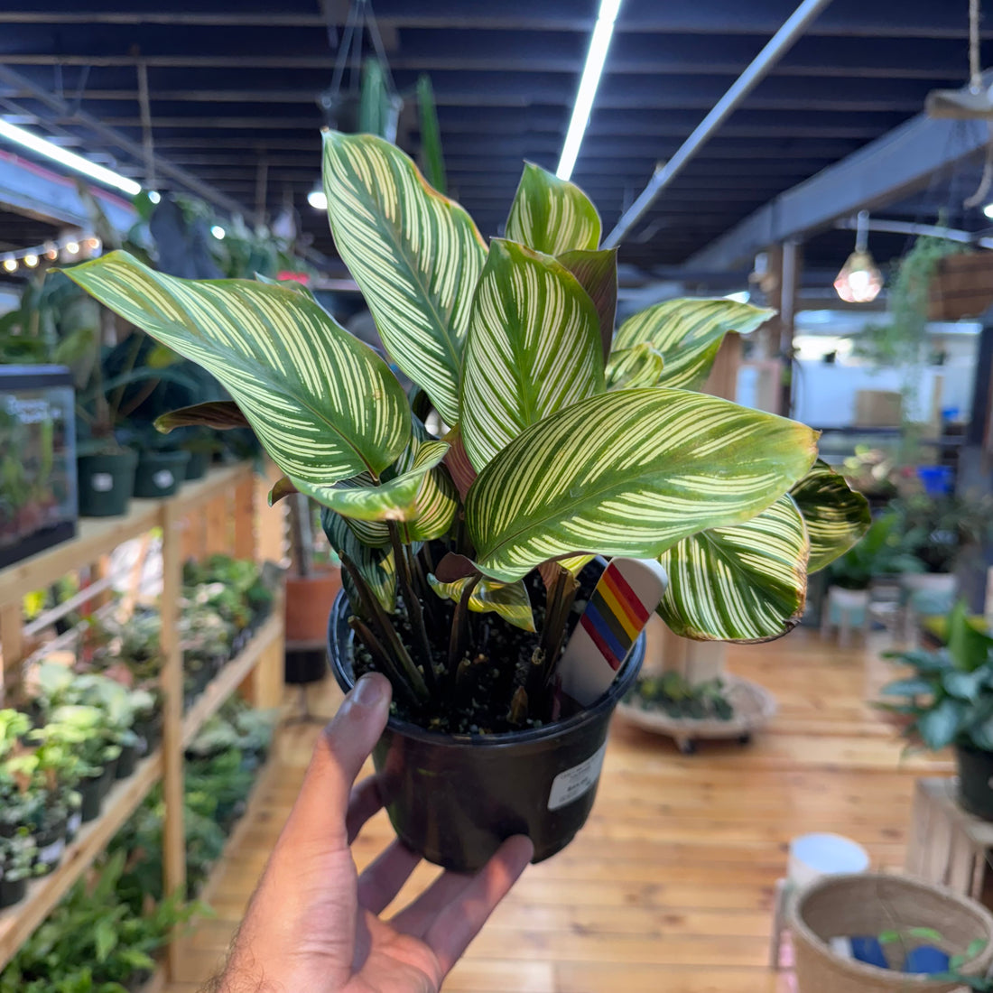 Calathea White Star