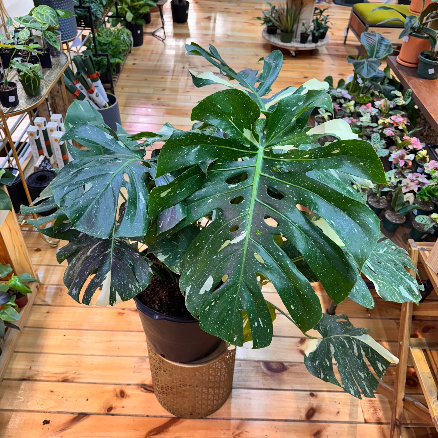 Monstera Thai Constellation