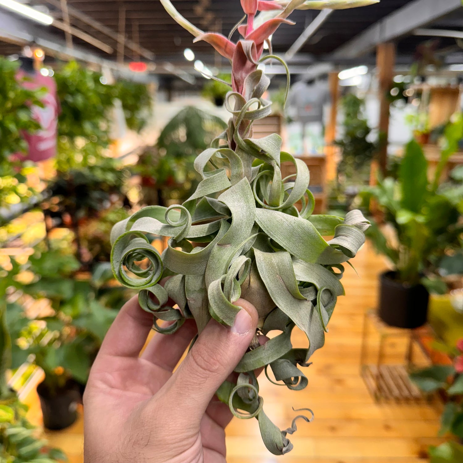 Streptophylla Air Plant