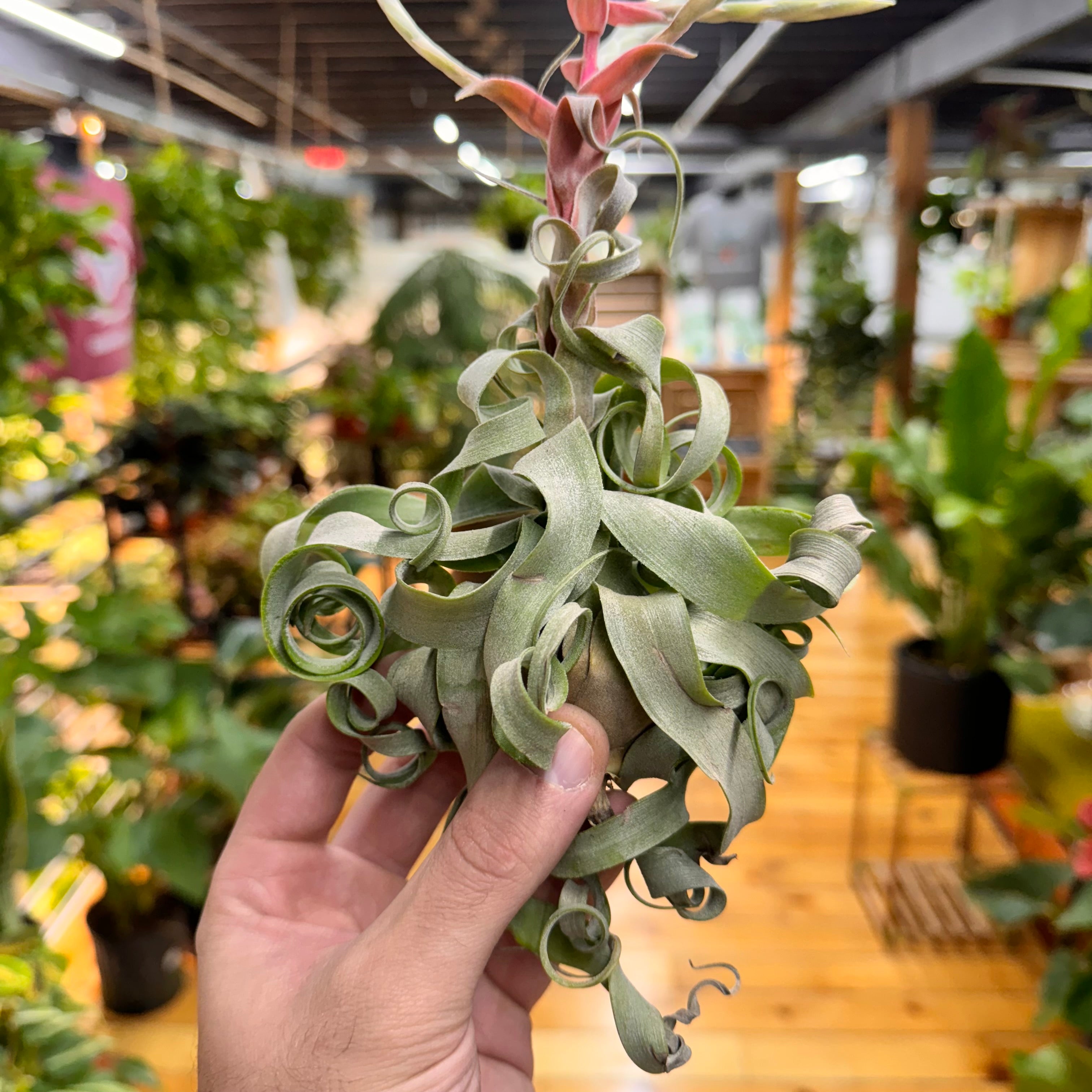 Streptophylla Air Plant