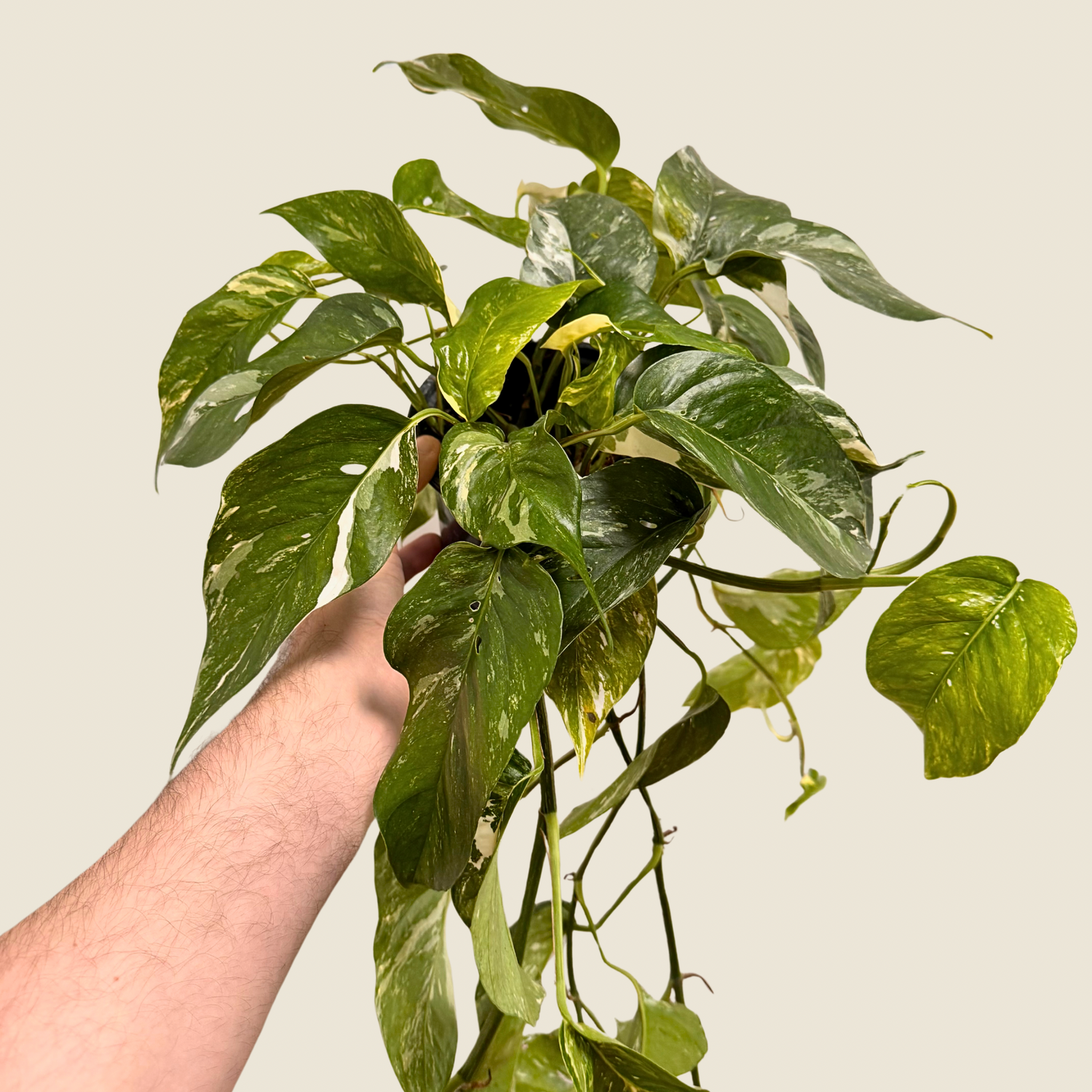 Epipremnum Pinnatum Albo