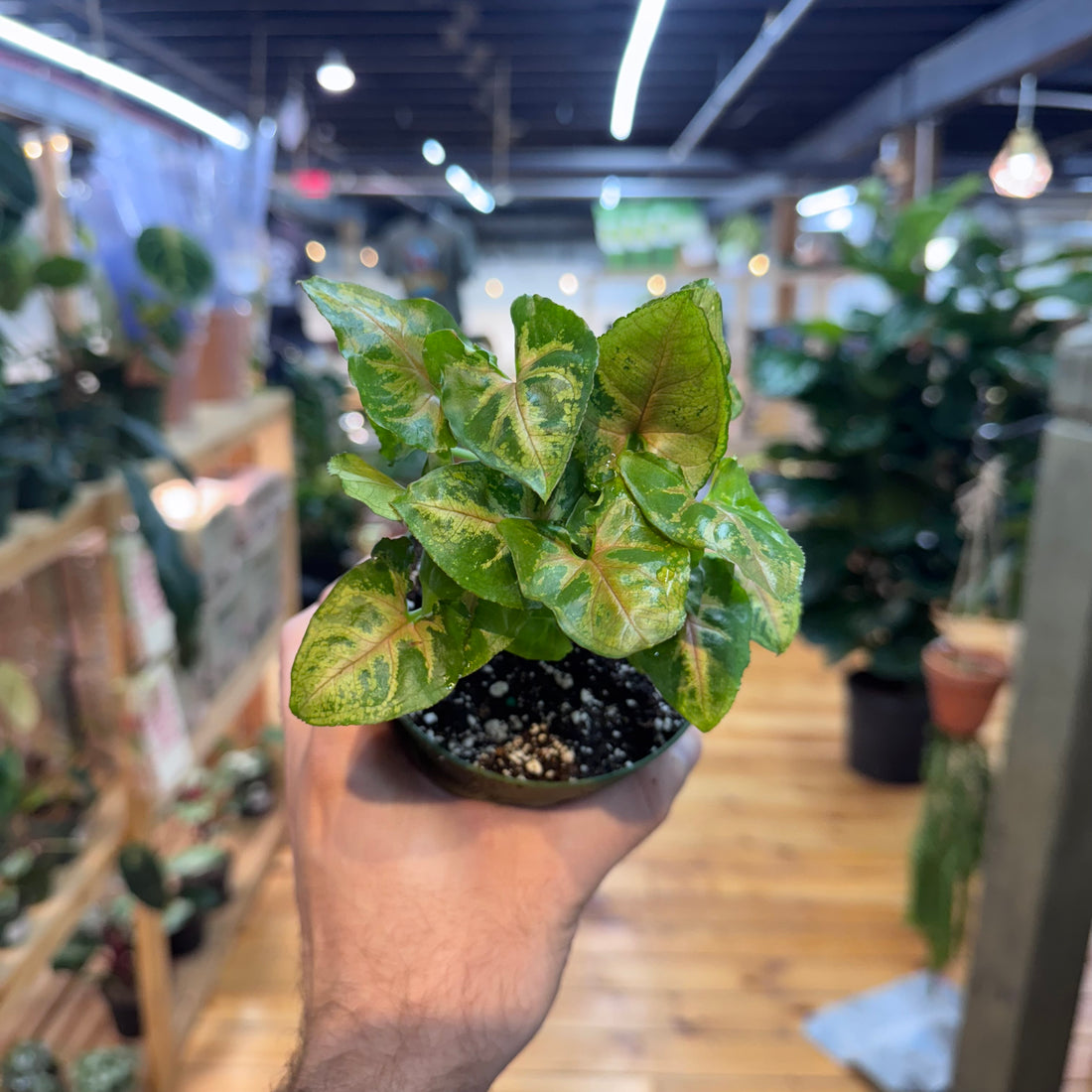 Syngonium Maria Allusion