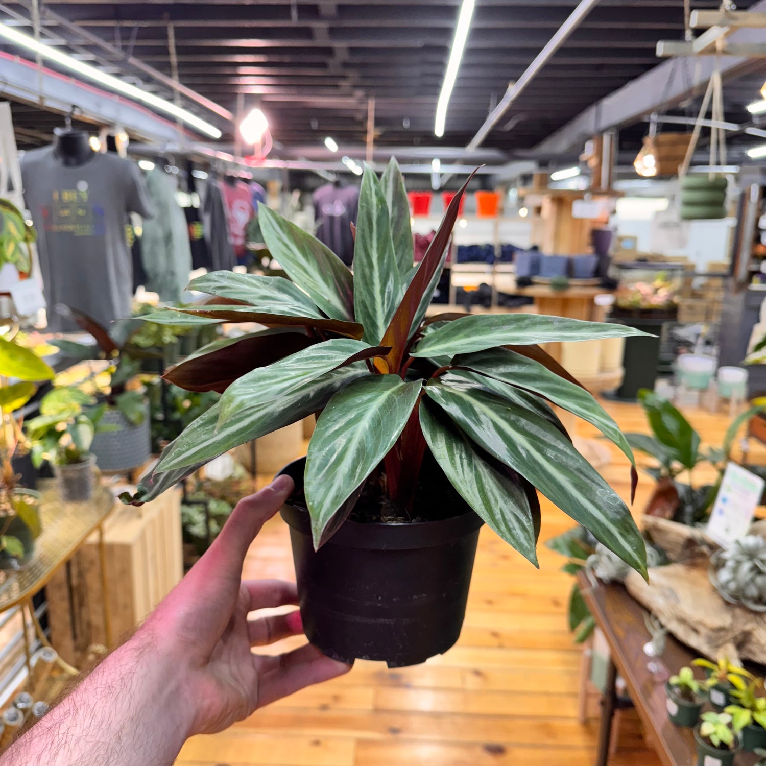 Stromanthe Sanguinea