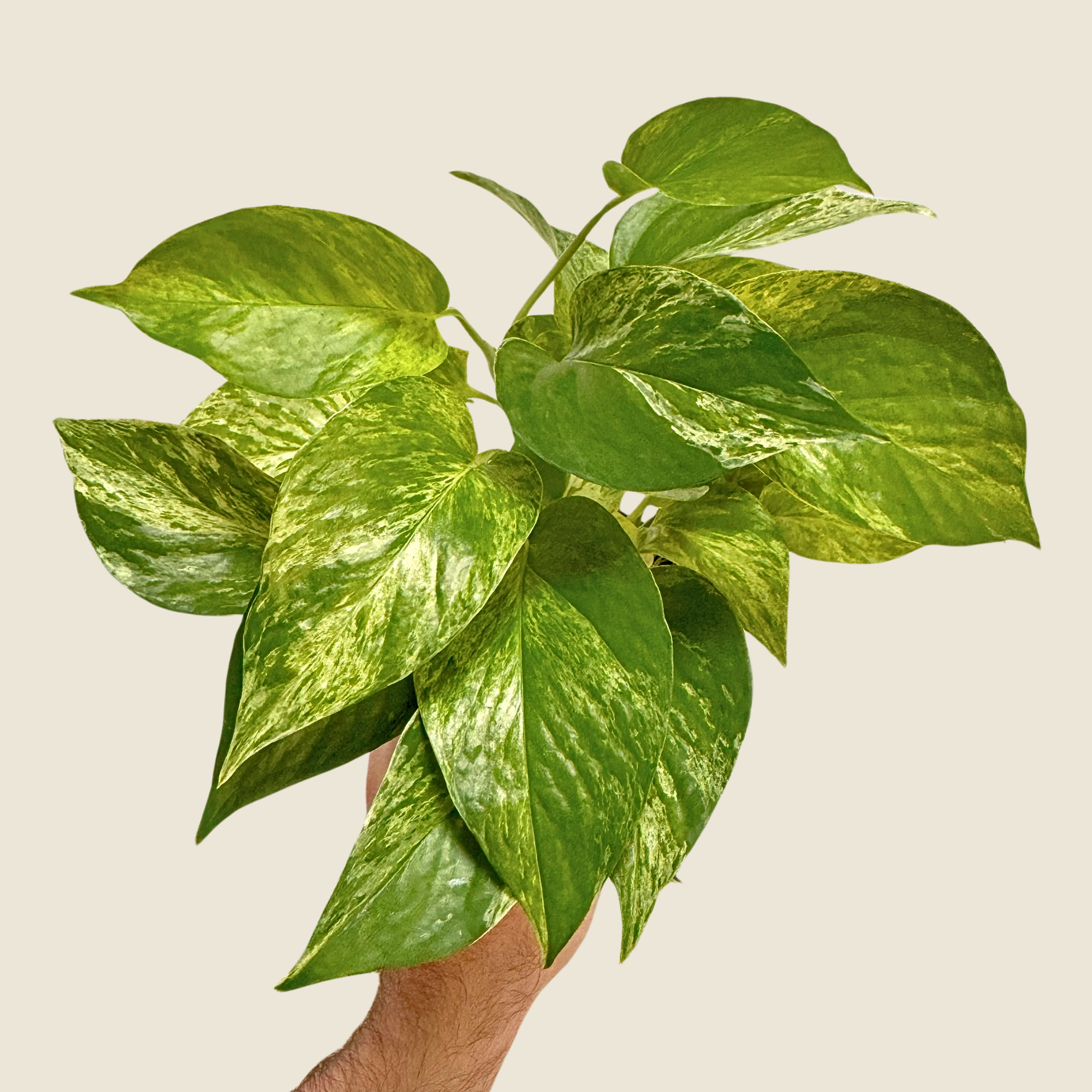 4&quot; Pothos Marble Queen