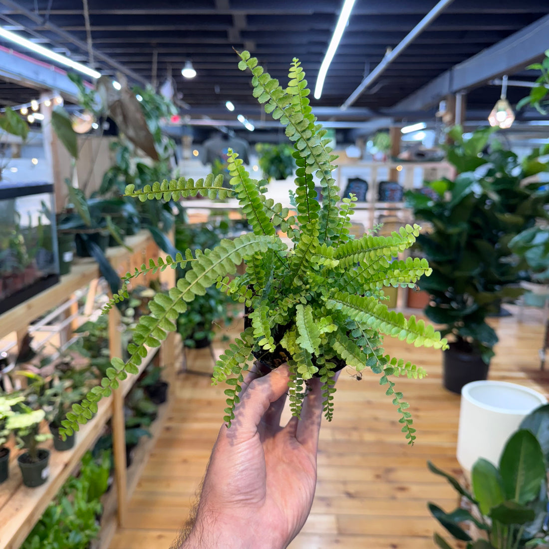 Fern Lemon Button