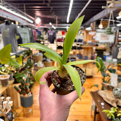Agave Fox Tail Live Plant in Nursery Pot