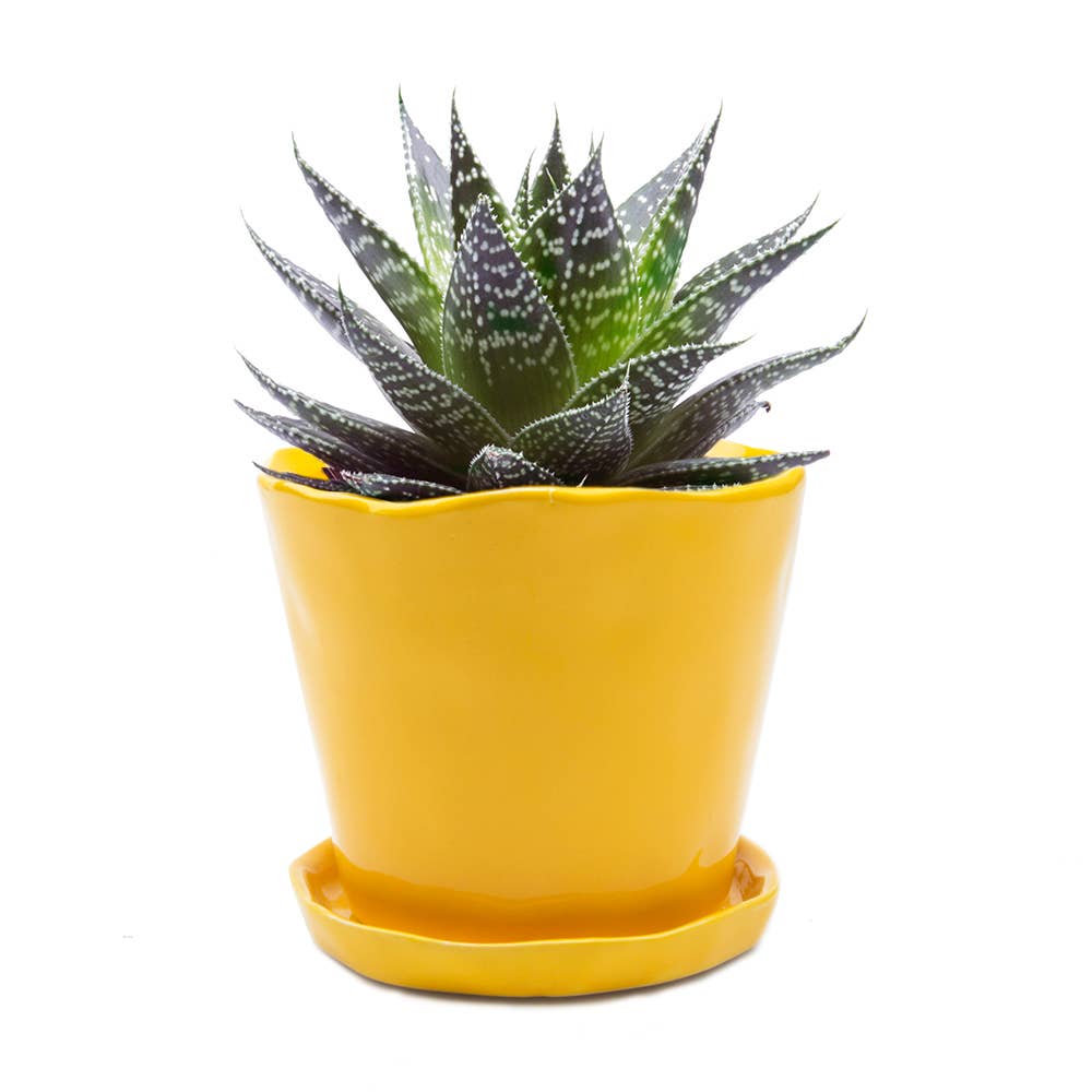 Tika 8&quot; Pot &amp; Saucer