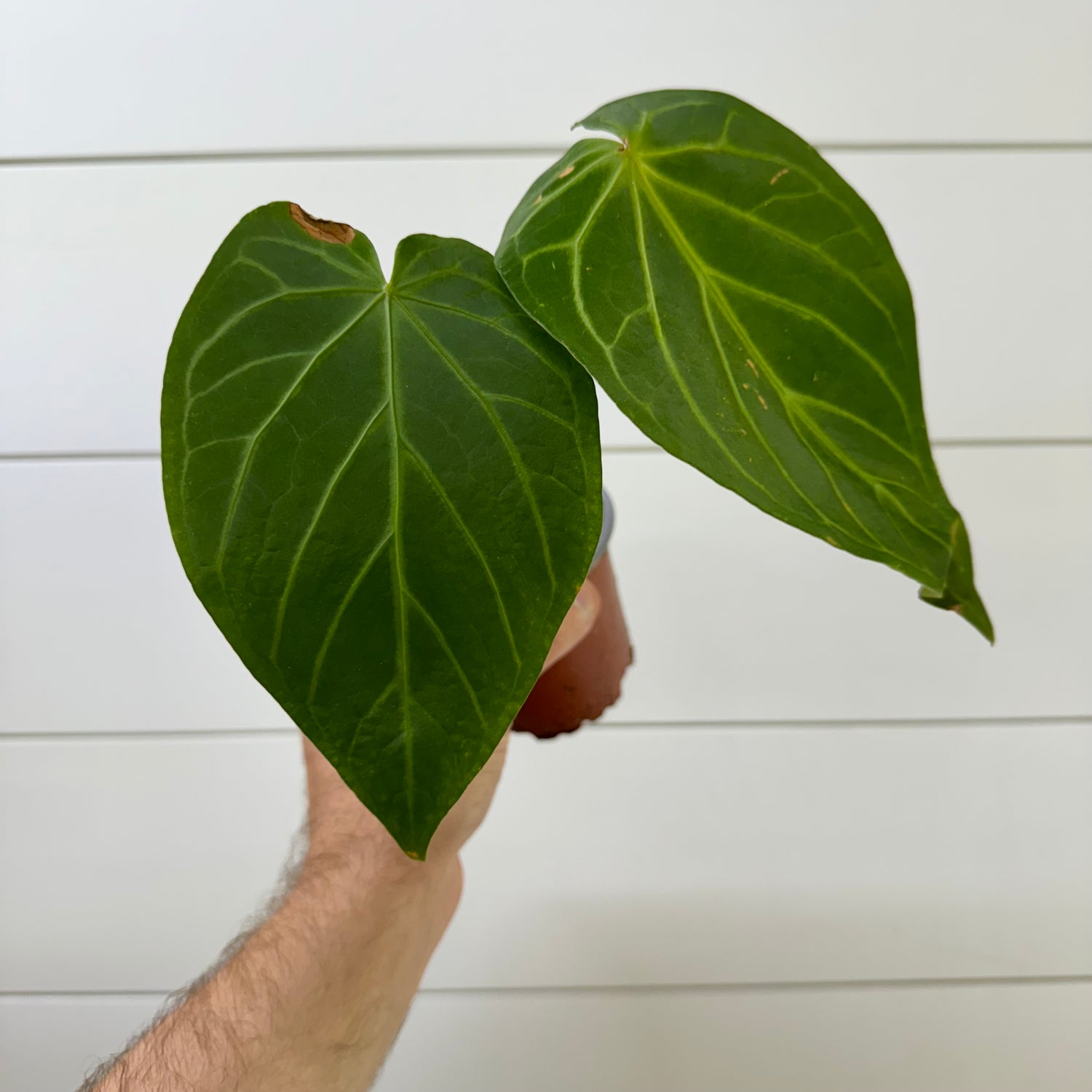 Anthurium Magnificum