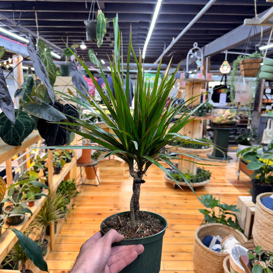 Dracaena Marginata Bicolor